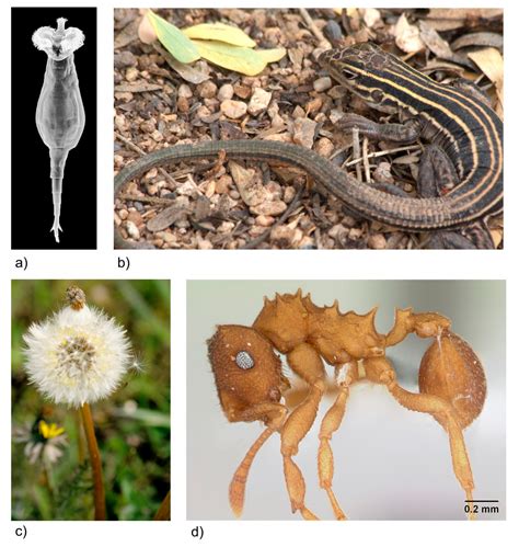 Sex Is A Problem The Evolution And Biology Of Sex