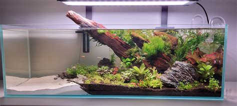 Newly Setup 20 Gal Long Raquascape
