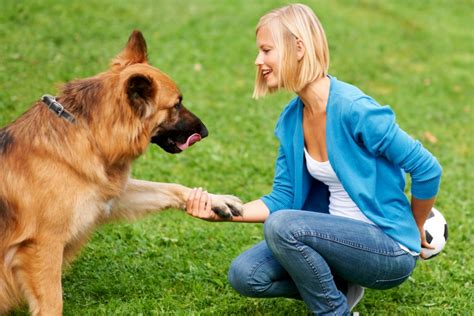 dog training fetch pet resort