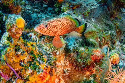 Scuba Diving Near Providenciales Turks Caicos Beaches