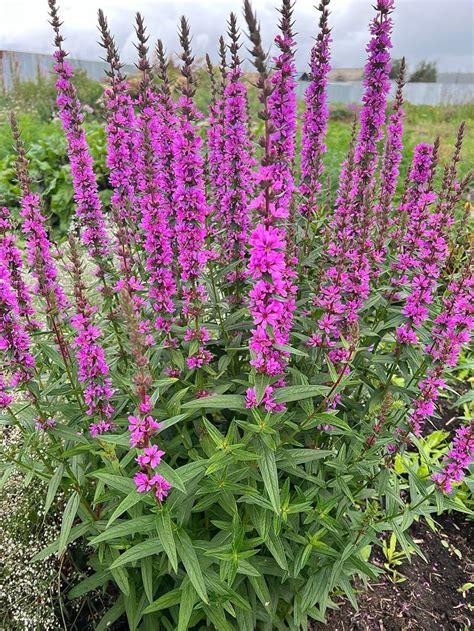 Дербенник иволистный in 2024 | Plants, Garden