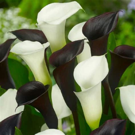 Calla lily, Garden Decoration, Bloom Year After Year - Walmart.com