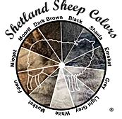 Shetland Sheep Colors, Markings, Patterns | Foggy Hollow Ranch Shetland Sheep | Texas