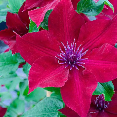 Nubia Clematis Largeflowered Type Spring Hill Nurseries