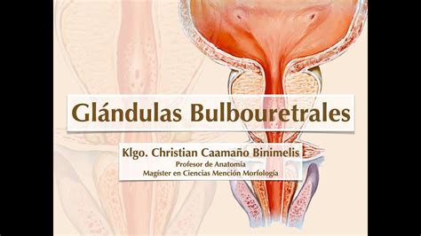 Glándulas Bulbouretrales YouTube