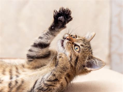 Saiba A Import Ncia Do Enriquecimento Ambiental Para O Seu Gatinho