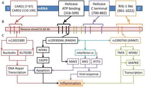 Three Risk Variants Of Ifih1 And The Proposed Functiona Open I