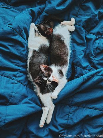 Fosterkittendad Leaked Nude OnlyFans ShemaleLeaks