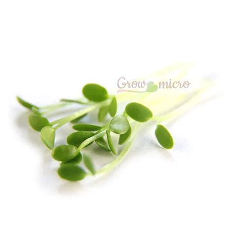 Клевер семена микрозелени