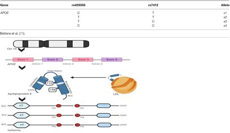 Apolipoprotein E Isoforms And Its Genetic Integrity The Figure Shows