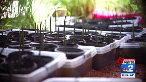 Replanting Mangroves On Sanibel Island YouTube