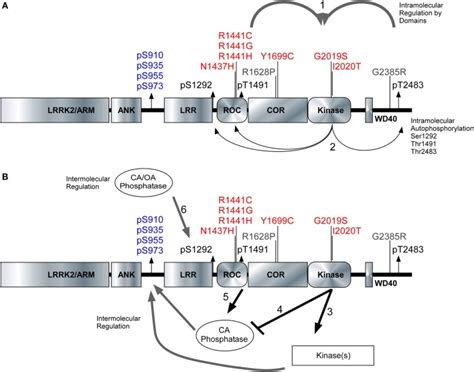 Model Of Intramolecular And Intermolecular Lrrk2 Regulation The Lrrk2 Download Scientific