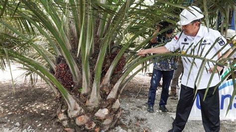 Harga TBS Sawit Riau Pekan Ini Periode 14 Sampai 20 Desember 2022 Turun