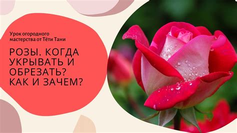 Розы. Они выдерживают до t-19... Так когда обрезать и когда укрывать и ...