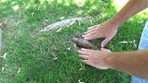 How To Remove Cover Exposed Tree Roots In Lawn Made Easy Youtube