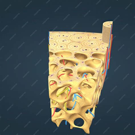 Premium Photo | Long bone microscopic view anatomy