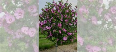 Гибискус древовидный саженцы купить в Ставрополе | Товары для дома и ...