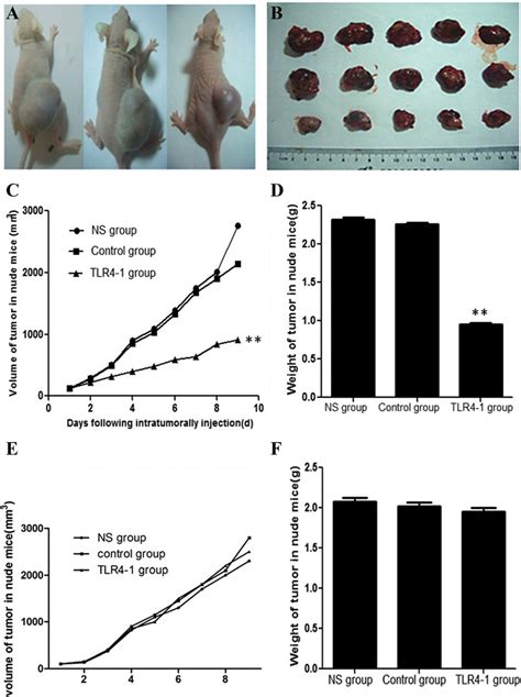 Downregulation Of Tlr Inhibits The Growth Of Hepg Derived