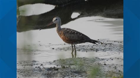 Rare bird spotted for first time in 40 years at Middle Creek Wildlife