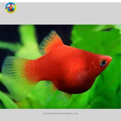 hat luu   ca canh thuy sinh trung tin