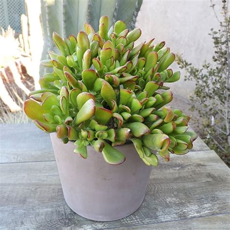 Buy Element By Altman Plants 1gal Crassula Ovata Et Fingers Live