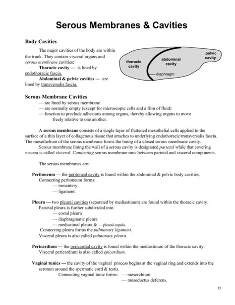 Serous Membranes And Cavities