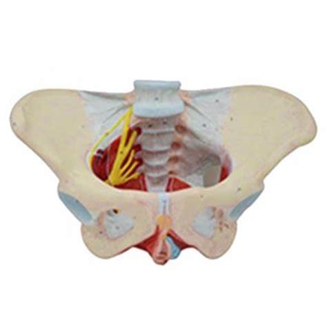 Female Pelvis with Muscles, Organs, and Nerves Model – Parth Sales
