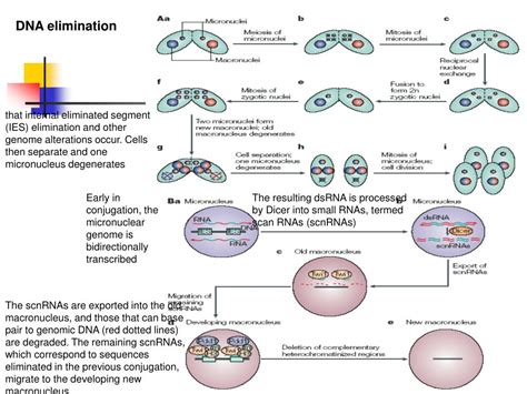 Ppt Rnai Mediated Pathways In The Nucleus Powerpoint Presentation