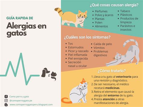 Alergias En Gatos Todo Lo Que Necesitas Saber Como Perro Y Gato