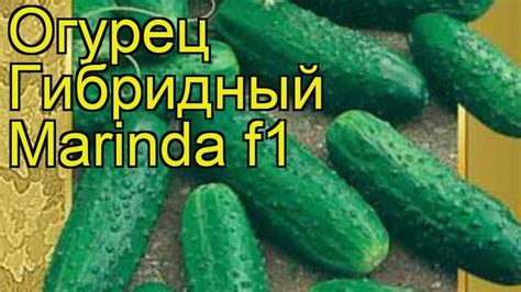Огурцы Миранда: описание сорта, фото, отзывы
