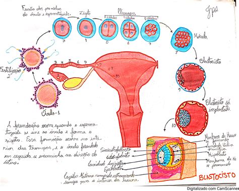 O Sistema Reprodutor Feminino Desempenha As Seguintes Funções Exceto