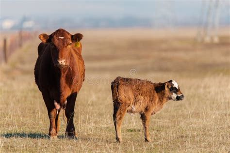 Red Cow And Calf In Northern California Free Range Cattle Farm Pasture