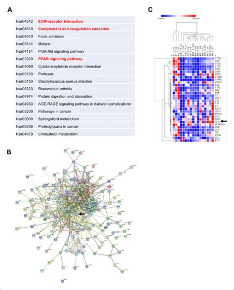 Adipsin Is Induced In Human Bone Marrow Adipose Tissue During Fasting