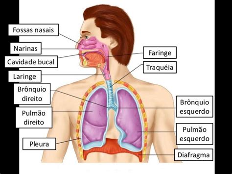 Órgãos Que Compõem O Sistema Respiratório - Sistema respiratório