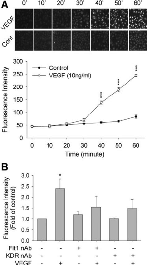 Nadph Oxidase Expression In Ovine Fetoplacental Artery Ex Vivo And