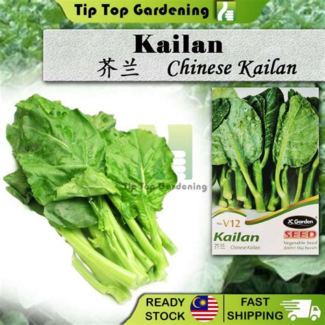 V12 CHINESE KAILAN JC GARDEN VEGETABLE SEED BIJI BENIH KAILAN SAYUR