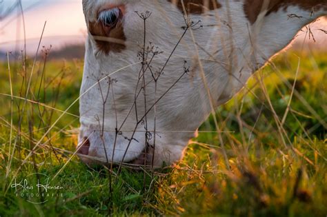 Glückliche Kühe Fotografie Klaus Hansen