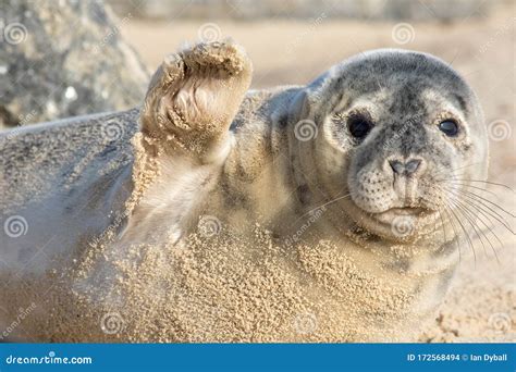 High Five. Cute Seal Waving Hi. Funny Animal Meme Image Stock Photo - Image of colony ...