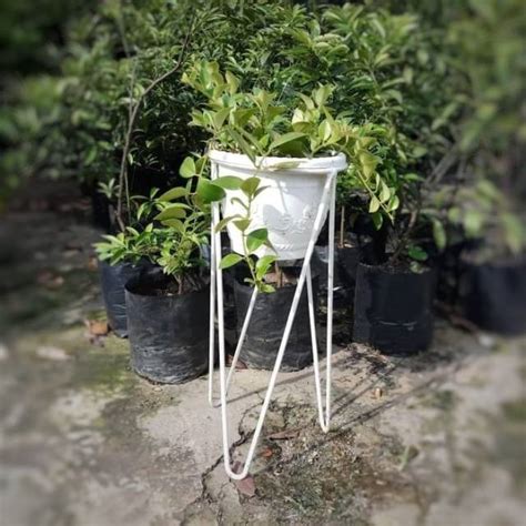 Jual Rak Standing Pot Bunga Besi 1 Lobang Diameter 21 24 Cm Tinggi 50