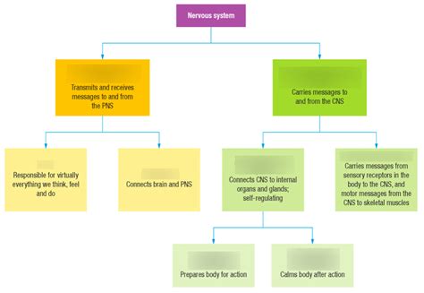 SAC 1 Nervous System Diagram Quizlet