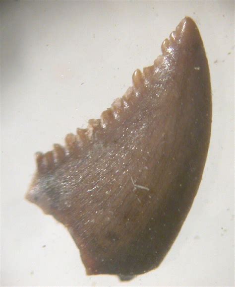 troodontid dinosaur tooth