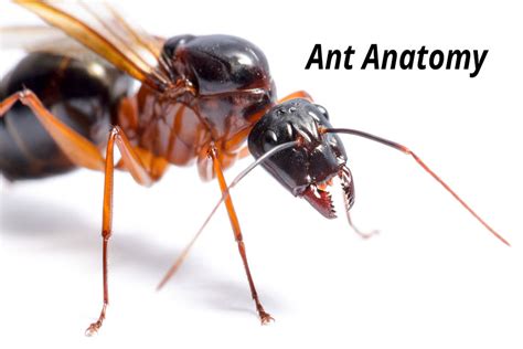 Ant Anatomy: How Are Ants Built? (Body Composition)