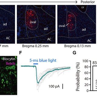 LH Projecting AdBNST Neurons Receive Inhibitory Inputs From