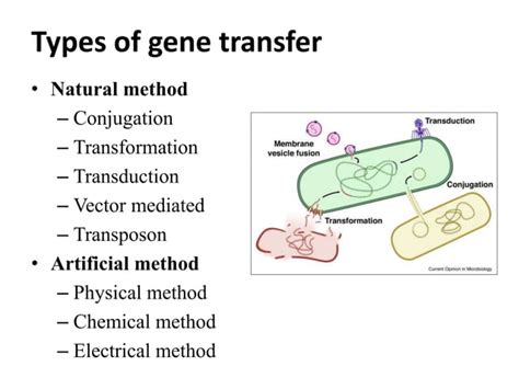 Gene transfer methods .ppt