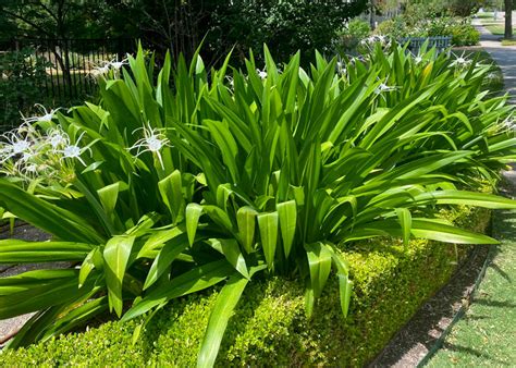 ‘tropical Giant Spider Lily Neil Sperrys Gardens