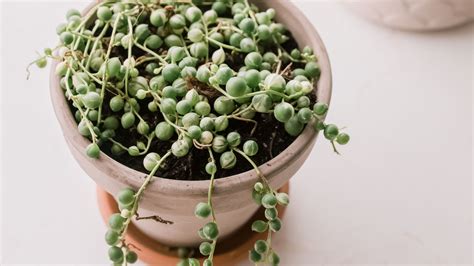 Flowering Plants For Very Small Pots Indoor - canvas-nexus