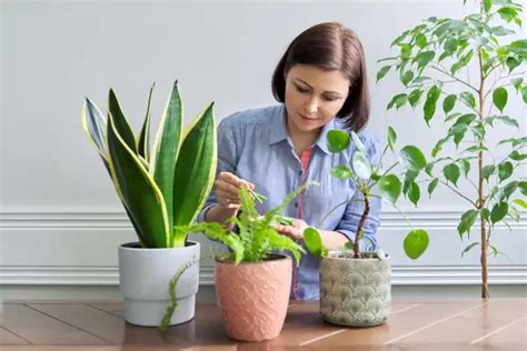 Aprenda A Fazer Um Incr Vel Adubo Caseiro Para Suas Plantas