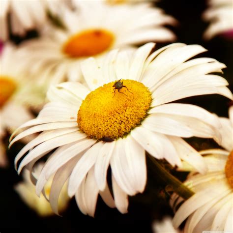 Slowing Down 4K UHD Wallpaper for UltraHD Desktop and TV : Dual Monitor