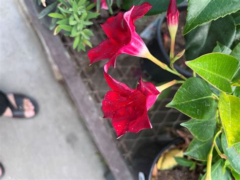 dipladenia hybrida madinia deep red usa eflora  india