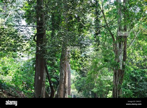 Kerala Forest High Resolution Stock Photography and Images - Alamy